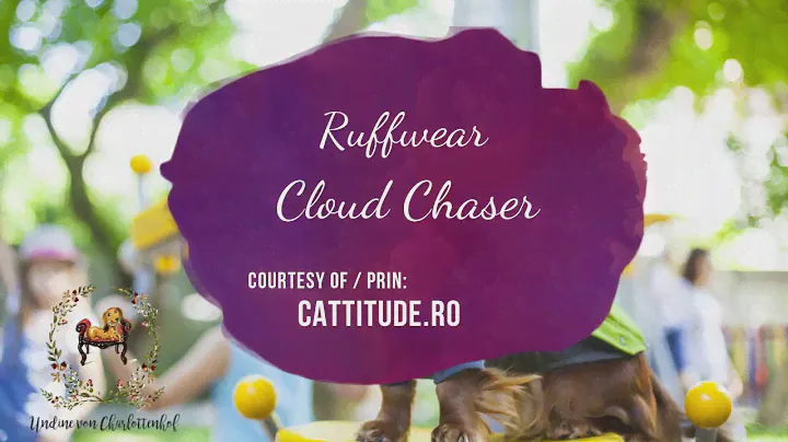 Cute Dachshund models a soft shell jacket // Undine's Reviews // 1 //