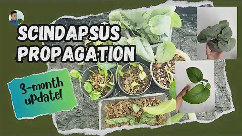 Scindapsus propagation updates (Silver cloud, jade satin & silver hero)