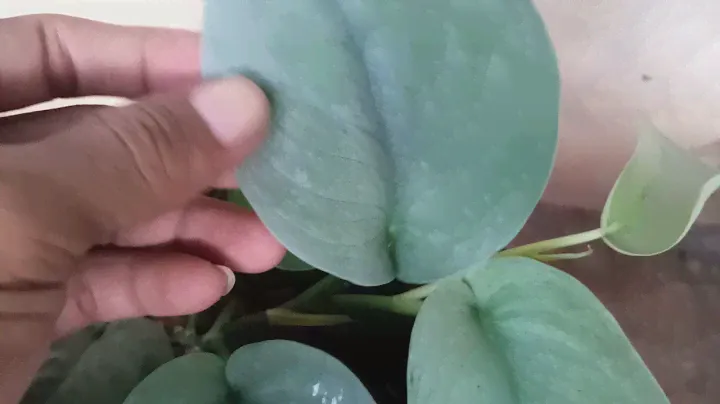 scindapsus pictus silver cloud