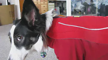 Rezension Ruffwear Cloud Chaser Soft Shell Hundemantel