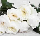 Вайт Клауд White Cloud