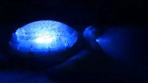 Tranquil Turtle