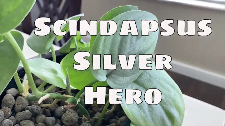 Выращивание в Леке Pt 7 Scindapsus Pictus Silver Hero Care Размножение в Леке Комнатные растения в Леке